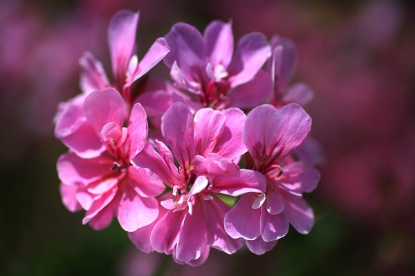 Geranium In Pink by Joy Watson